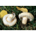 Мицелий Волнушки белой (Lactarius pubescens)